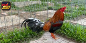 Cách Nuôi Gà Chiến - Chế Độ Huấn Luyện Bài Bản, Khoa Học