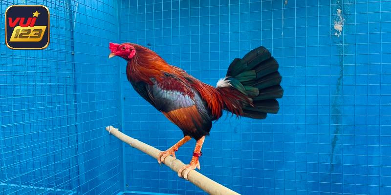 Cách nuôi gà chiến - Duy trì thực đơn khoa học, đủ dinh dưỡng