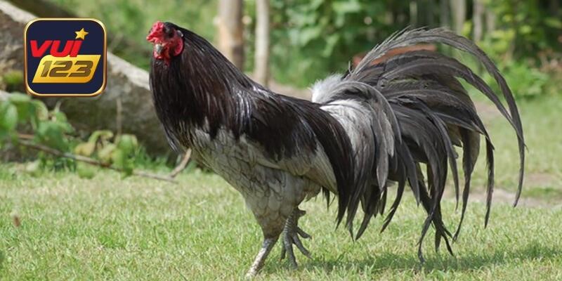 Tổng Hợp Các Giống Gà Đẹp Nhất Việt Nam Anh Em Nên Biết