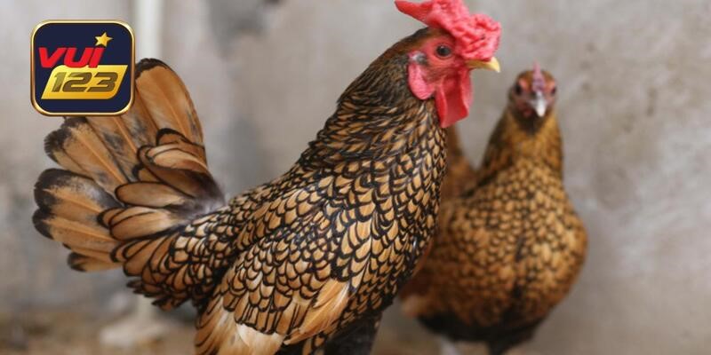 Khái quát chung nhất về giống gà đẹp nhất Việt Nam cho thành viên