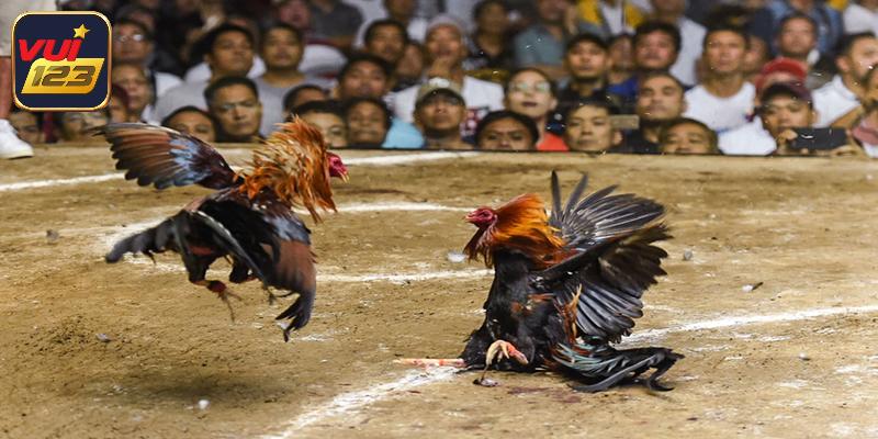Sai lầm cơ bản cần tránh trong cách nuôi dưỡng chiến binh